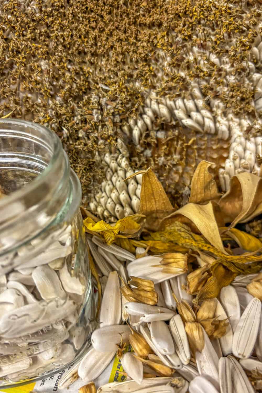 saving sunflower seeds dried sunflower head