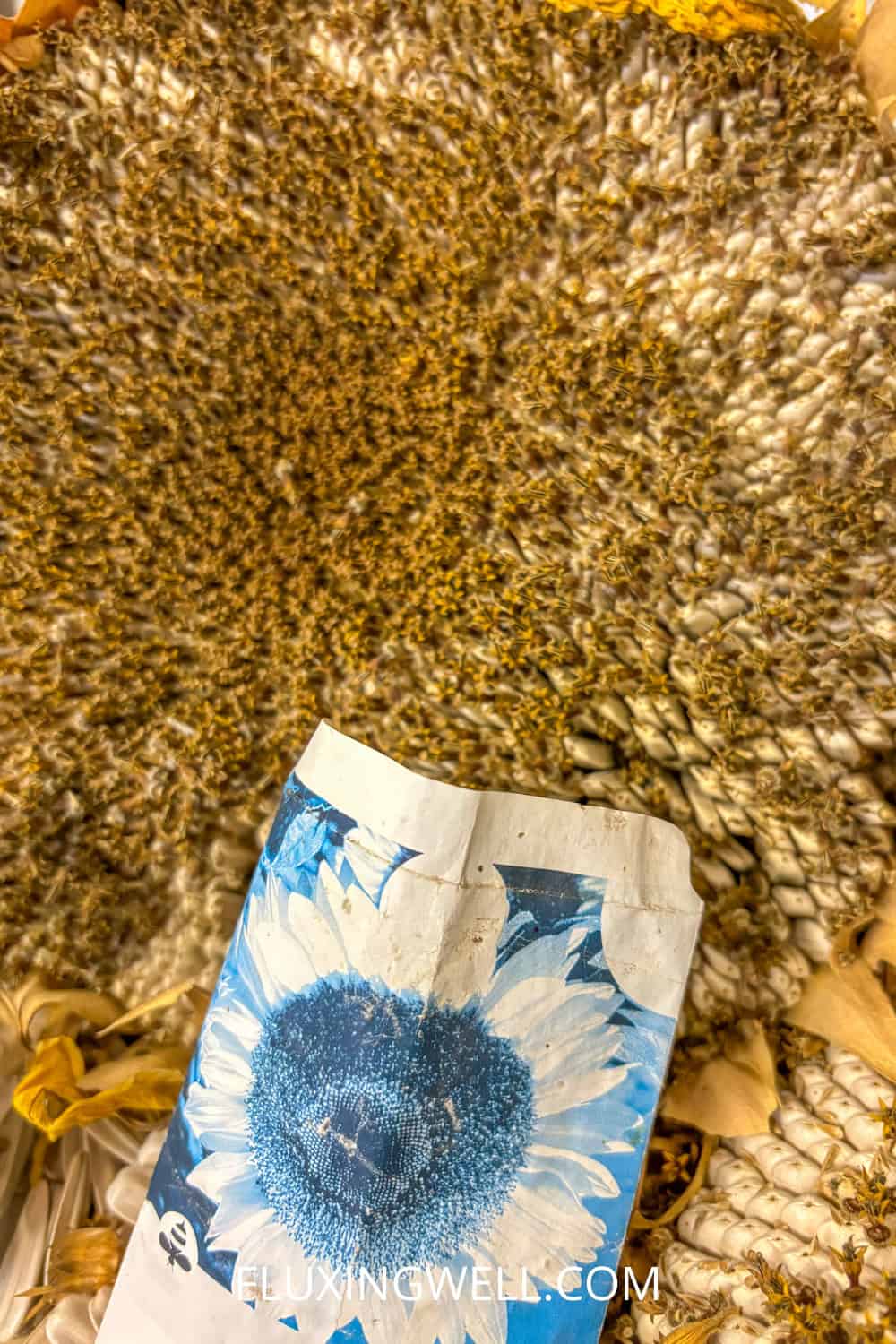 saving sunflower seeds old seed packet filled with new seeds