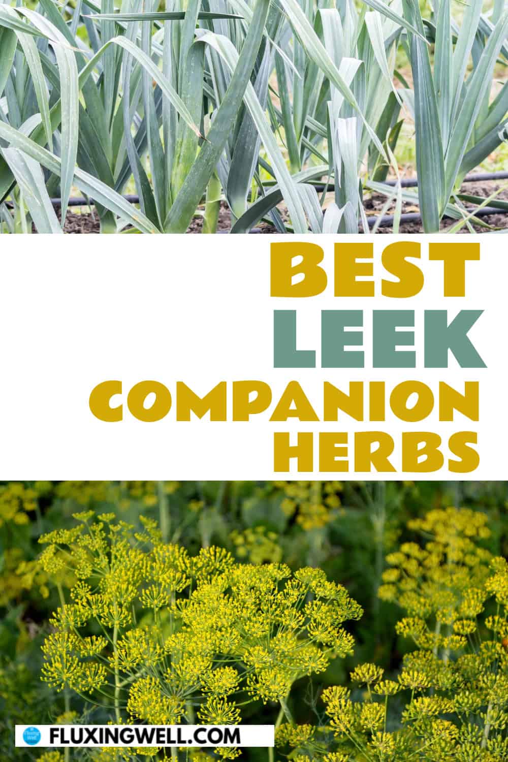 Leek companion plants herbs