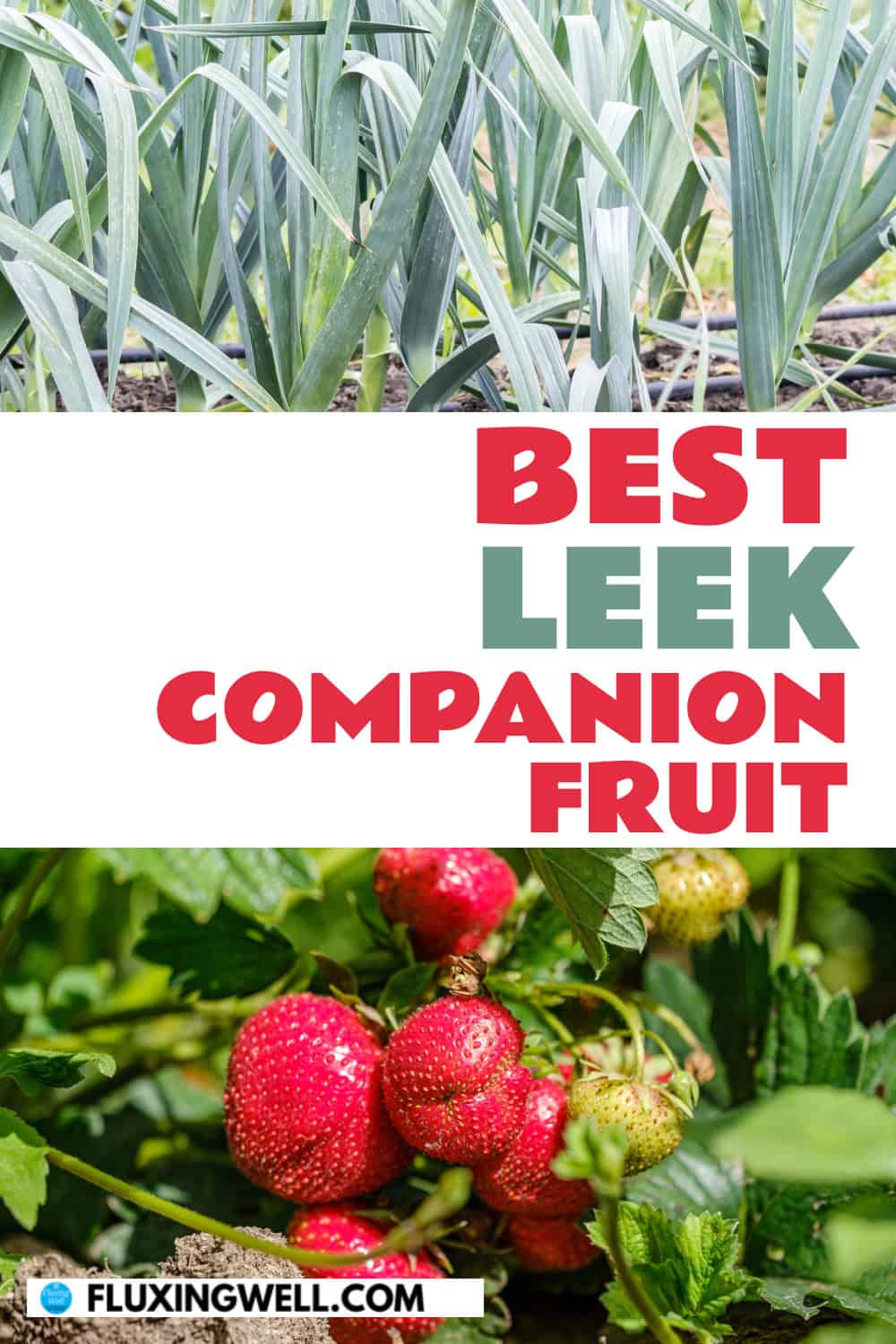 Leek companion plants fruit
