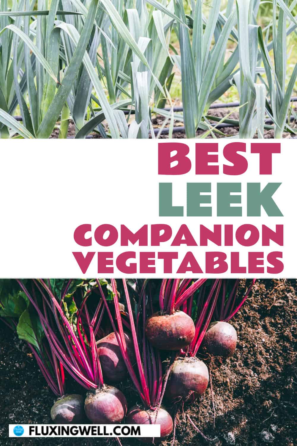 Leek companion plants vegetables