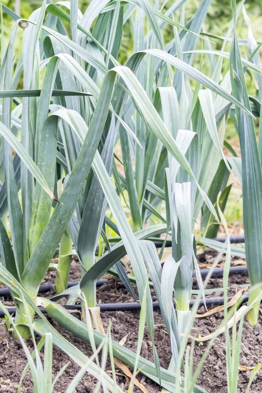 Leek companion plants leeks growing