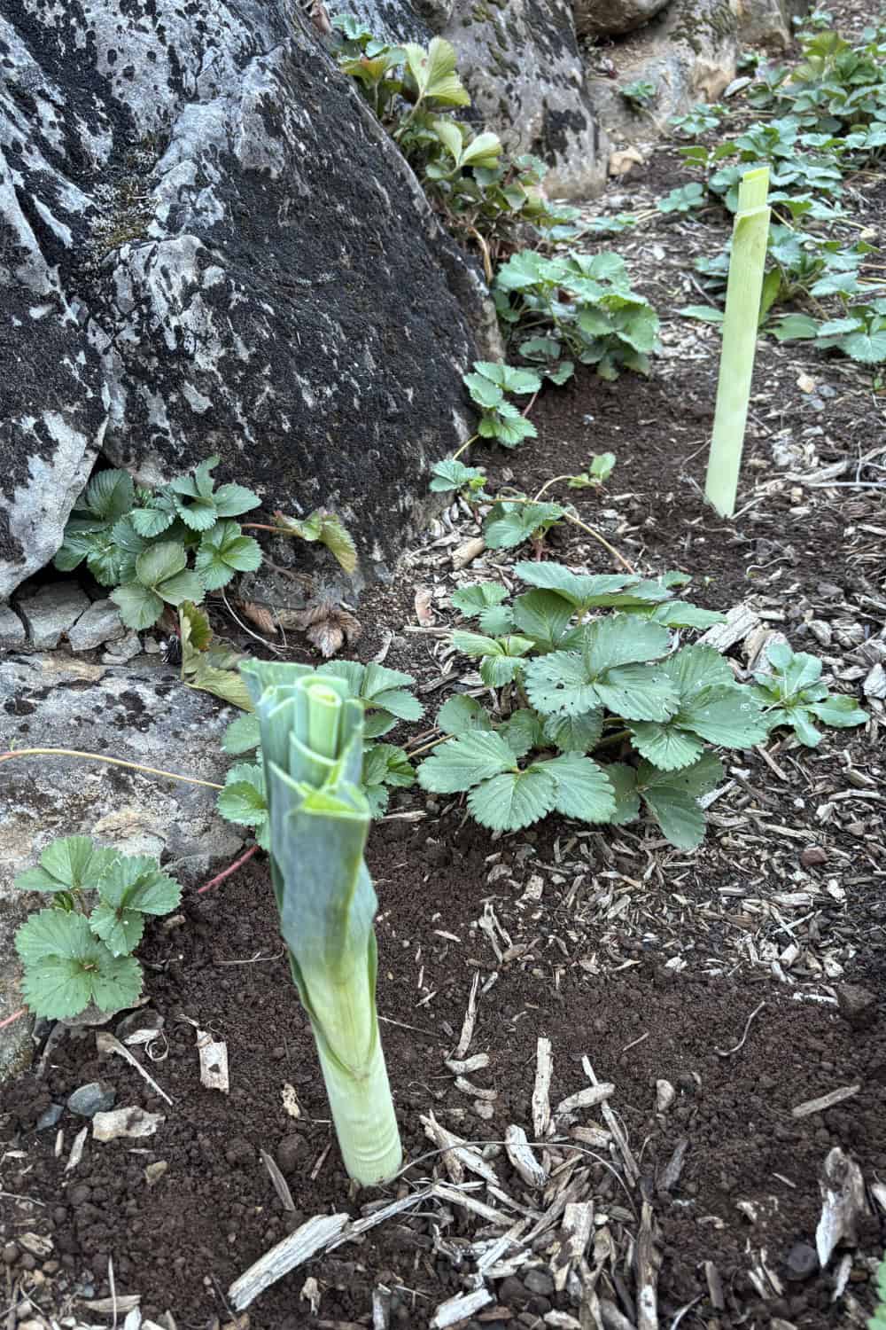 Leek companion plants leeks growing in a border with strawberries