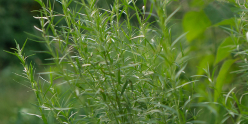 tarragon companion plants tarragon closeup