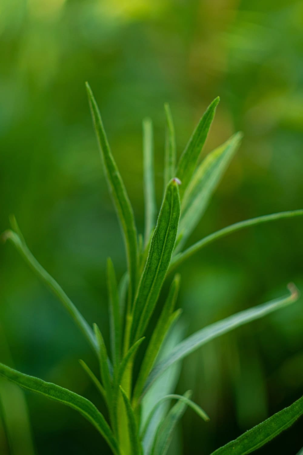 tarragon companion plants tarragon growing