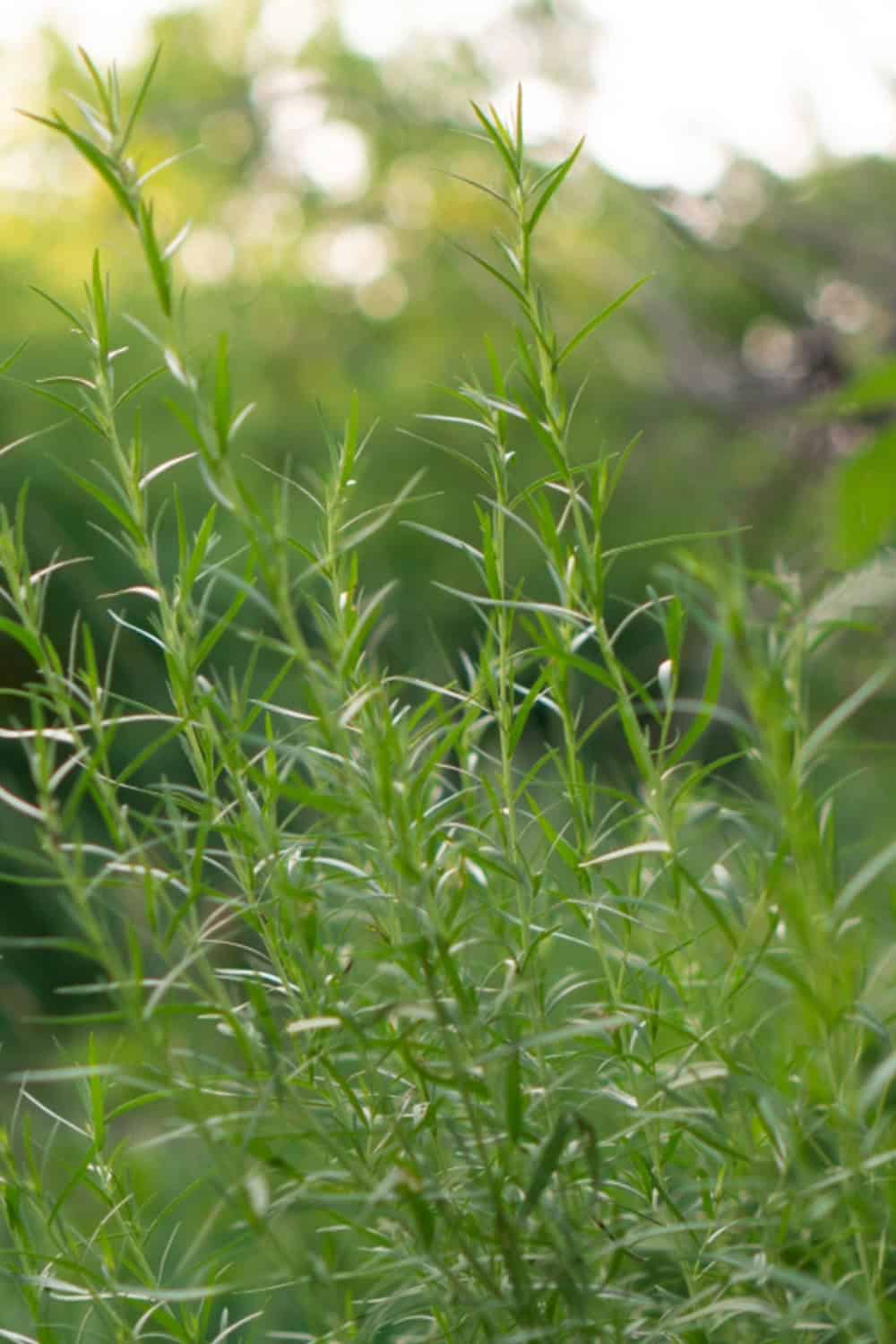 tarragon companion plants tarragon growing in a garden