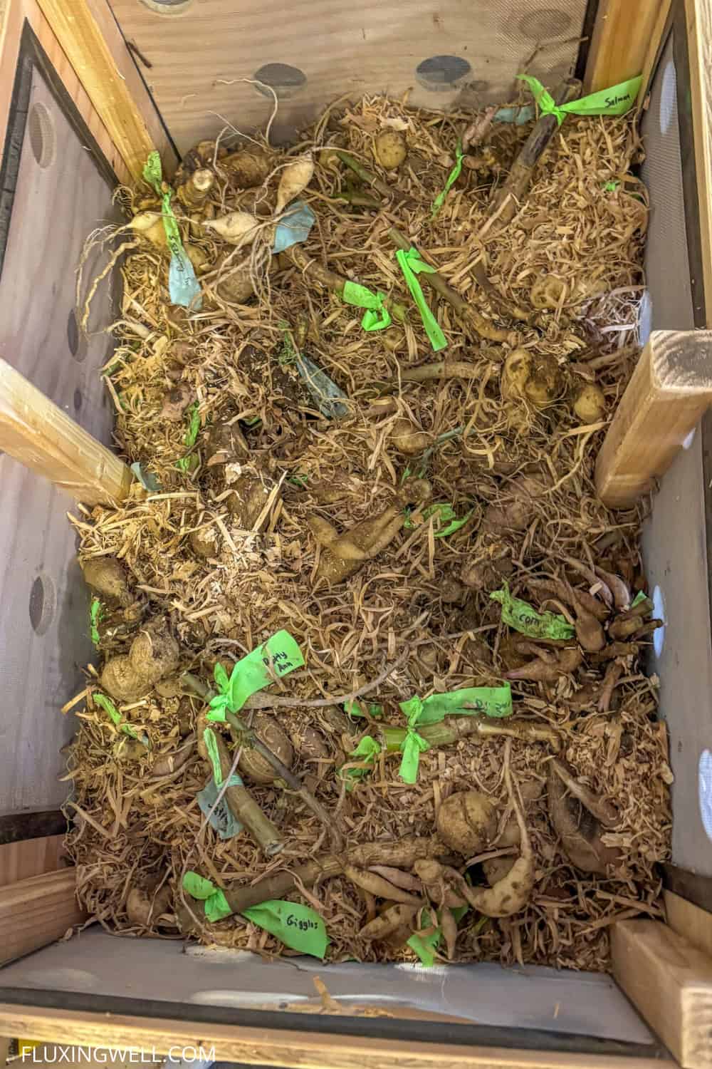 dividing dahlias in the fall dahlia tubers stored in a box