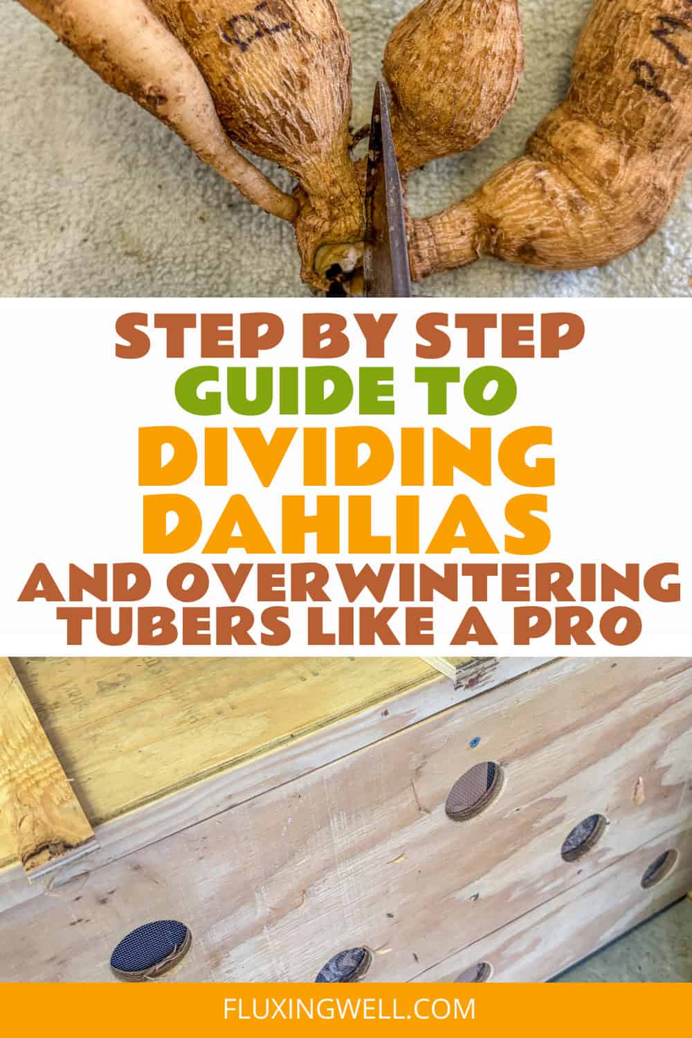 dividing dahlias in the fall dividing and storing in a special box