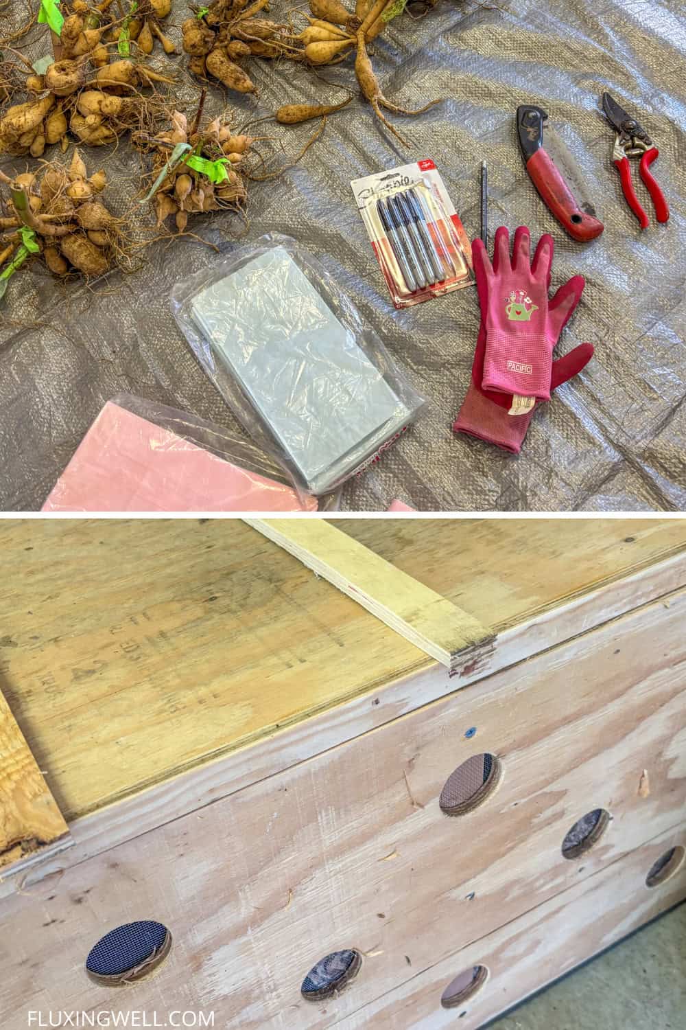 dividing dahlias in the fall getting set up