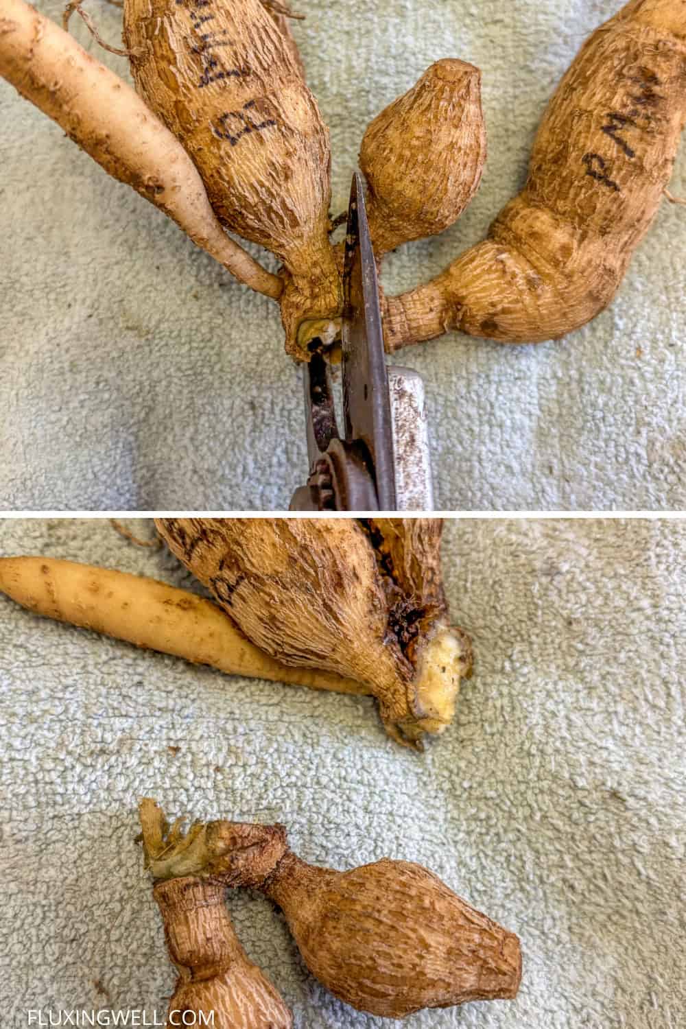 dividing dahlias in the fall snipping apart clumps