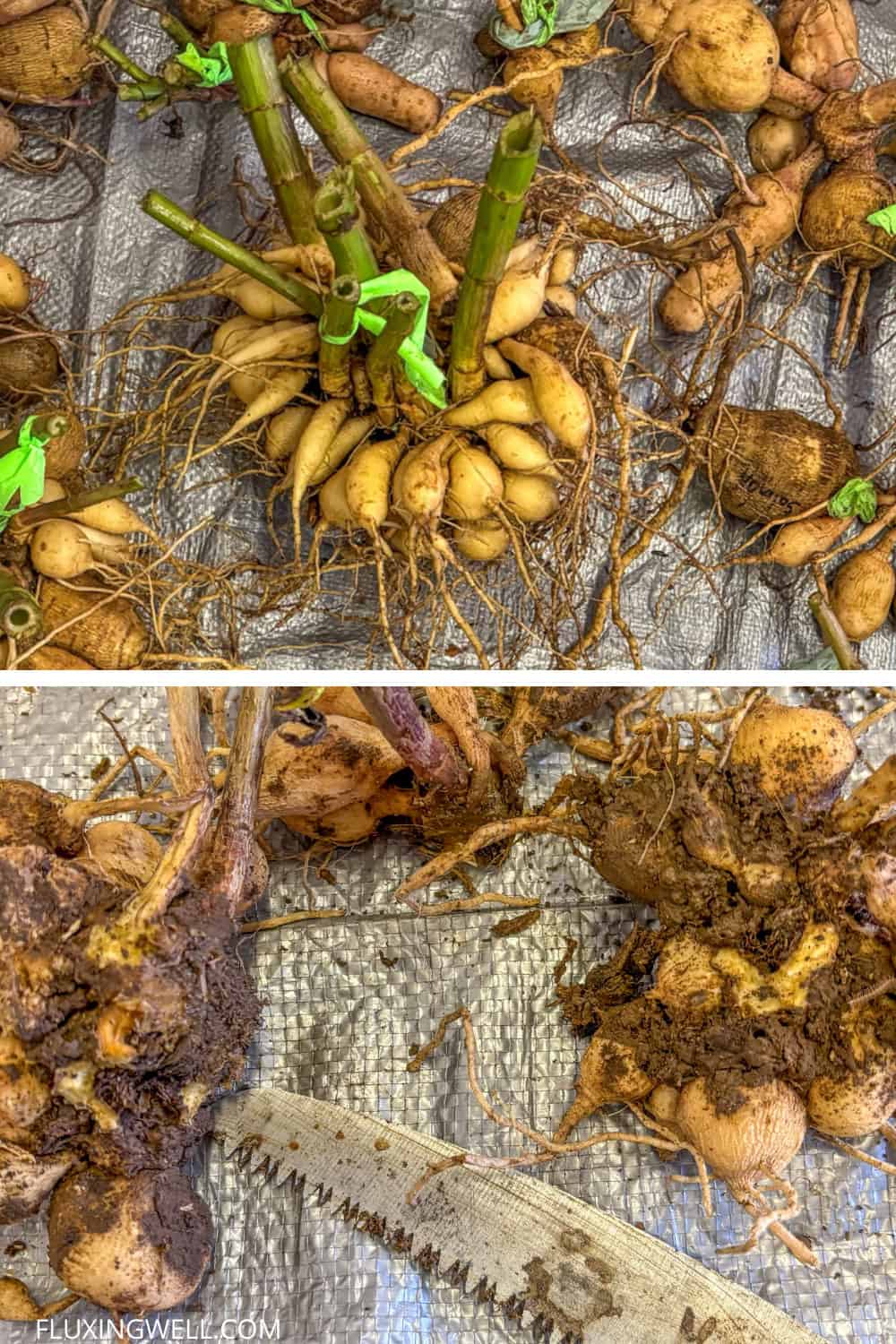 dividing dahlias in the fall dividing difficult clumps