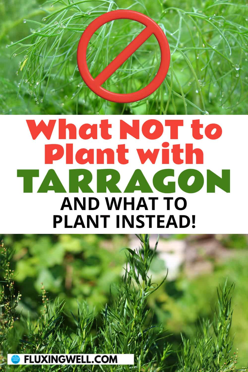 what not to plant with tarragon