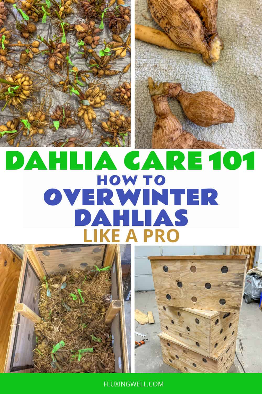 dahlia storage guide photo collage