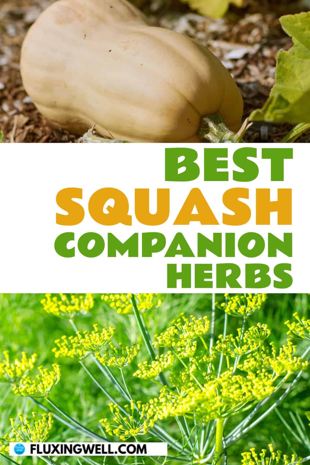 butternut squash companion plants herbs