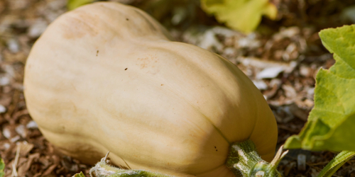 butternut squash companion plants