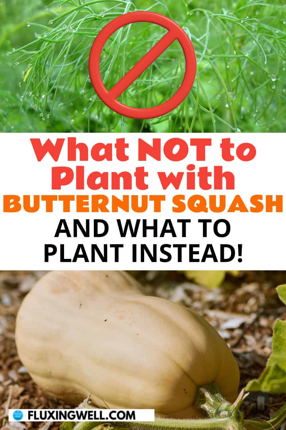 what not to planbutternut squasht with