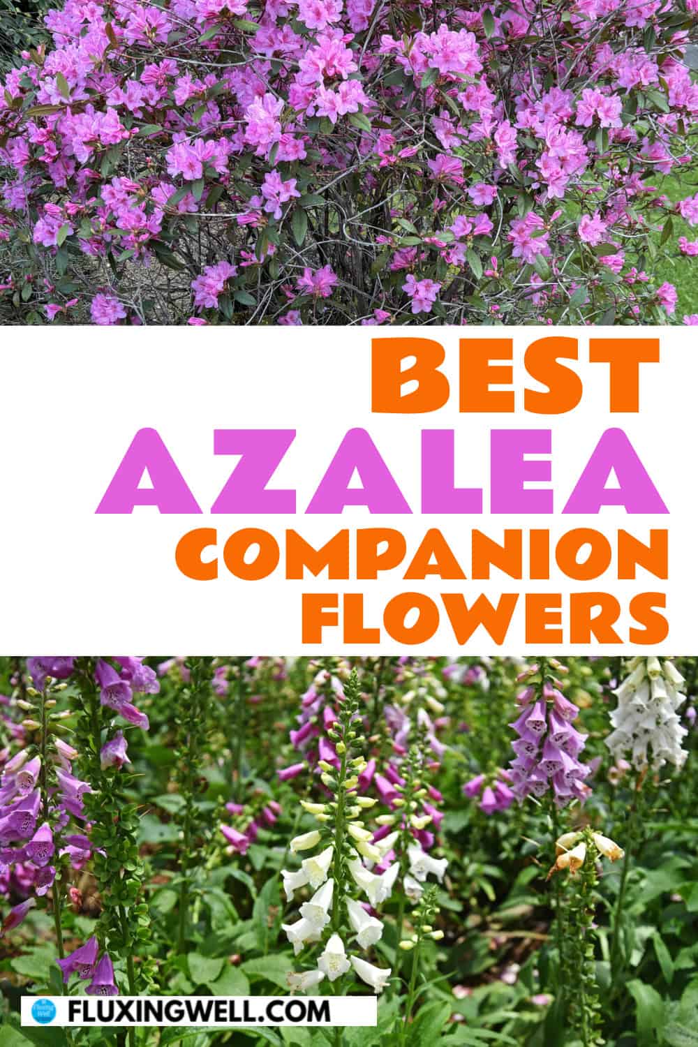 azalea companion plants flowers