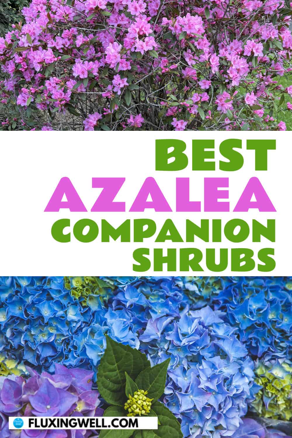 azalea companion plants shrubs