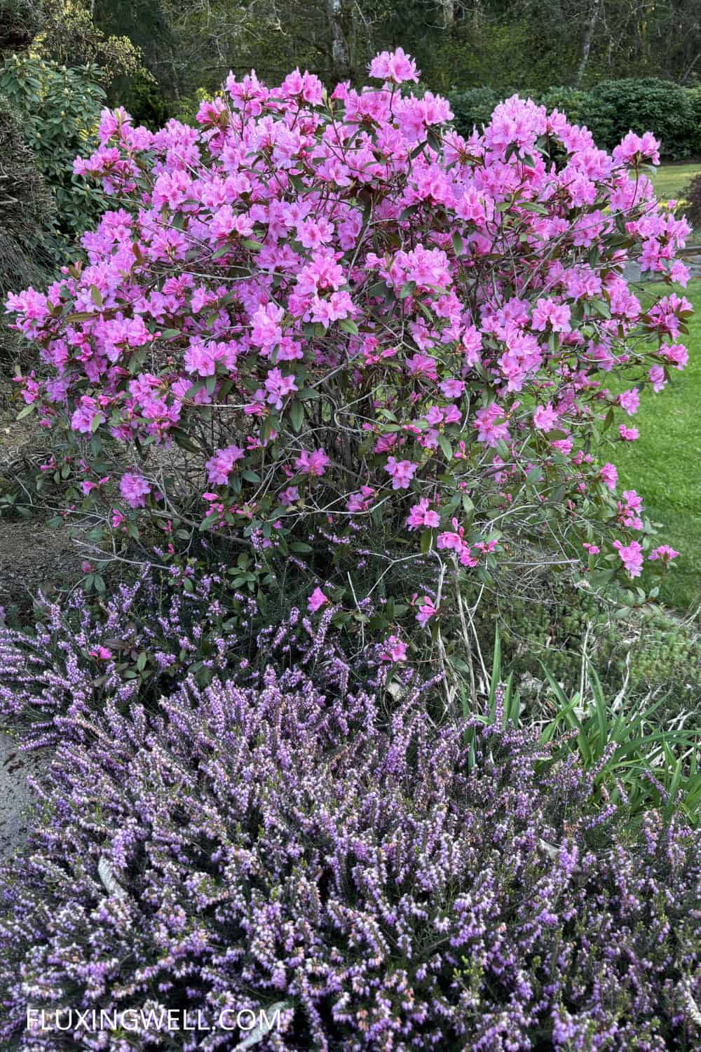 azalea and heather companion plants