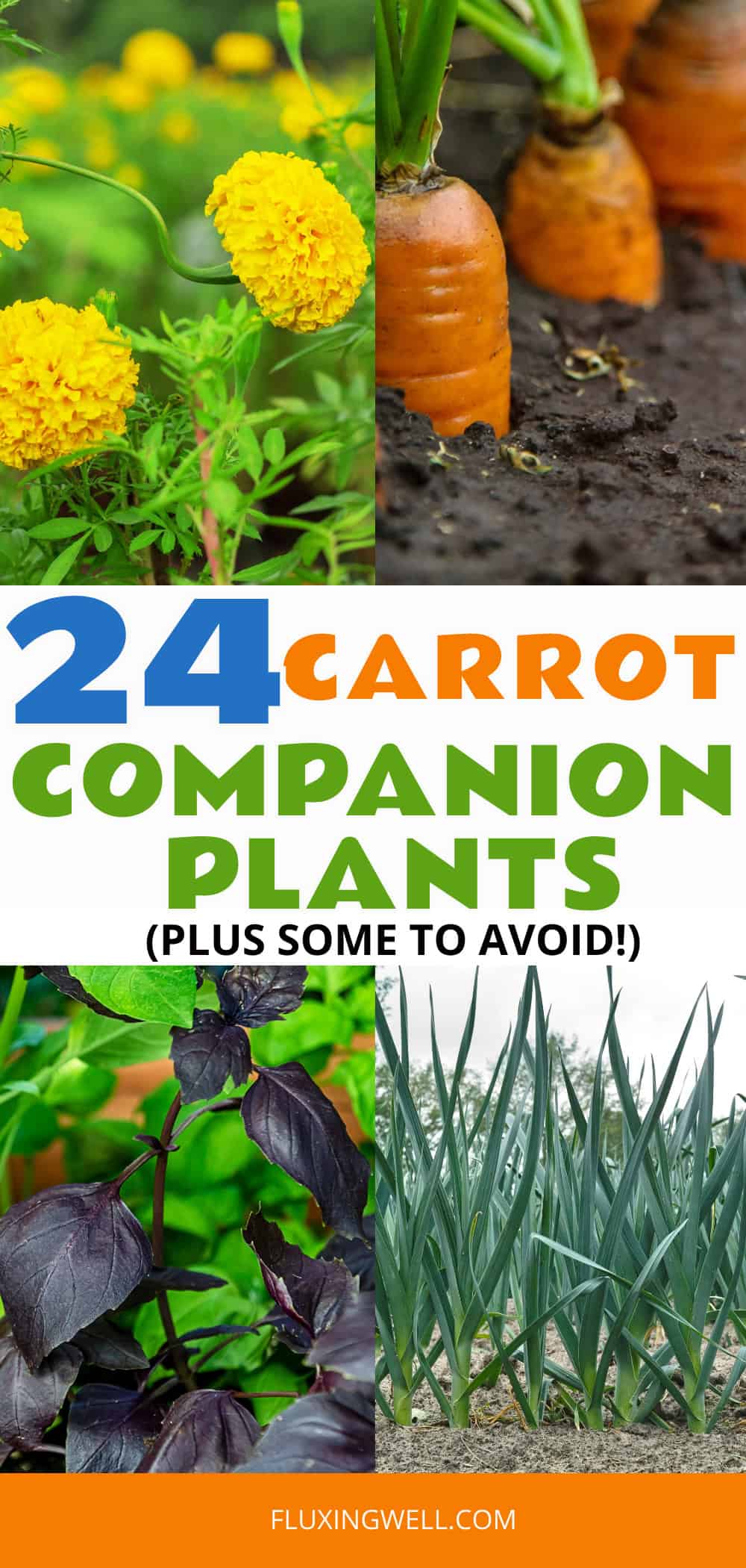 carrot companion plants collage