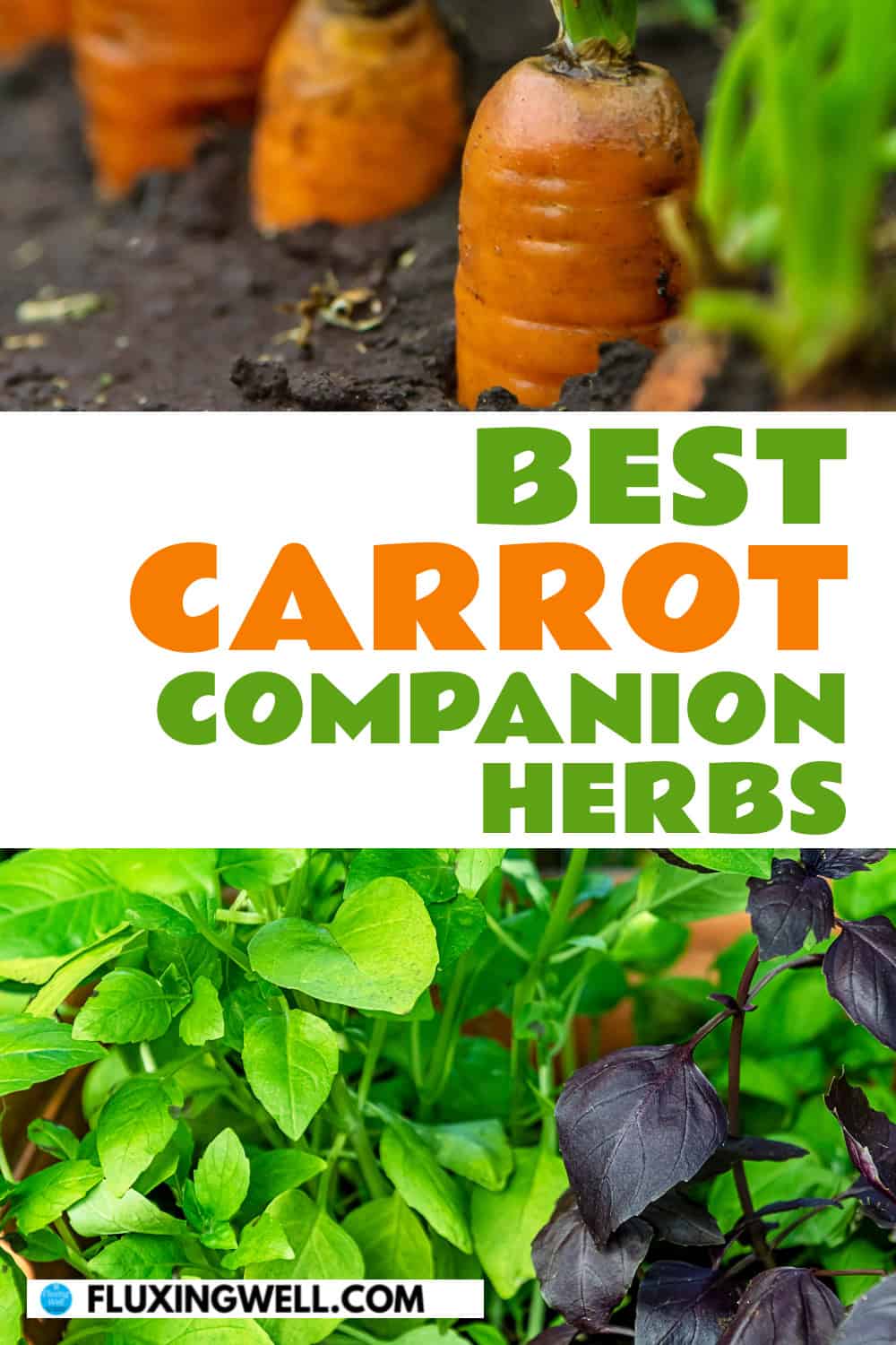 carrot companion plants herbs