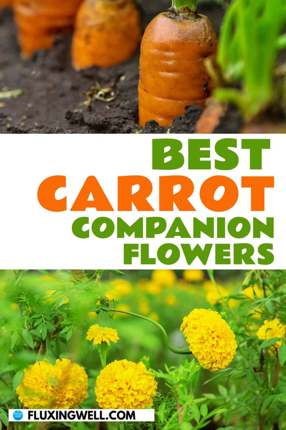 carrot companion plants flowers