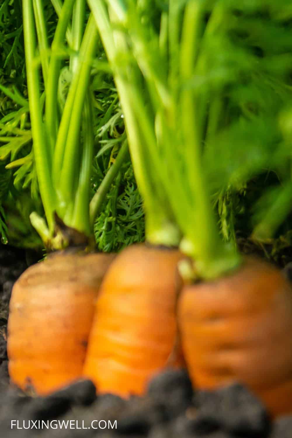 carrot companion plants carrots growing
