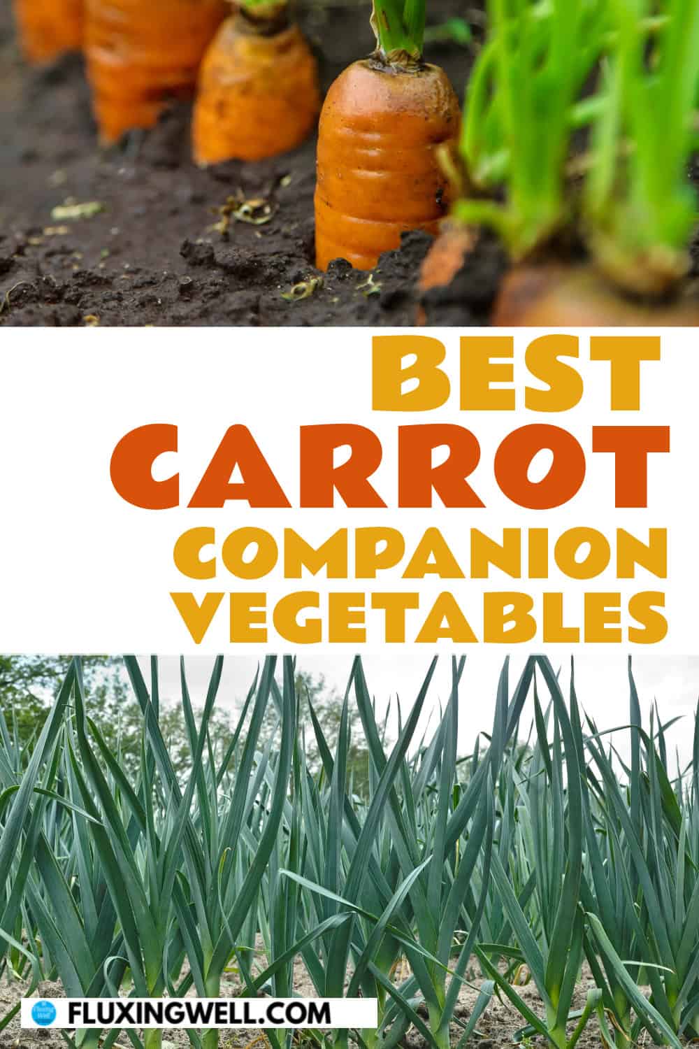 carrot companion plants vegetables