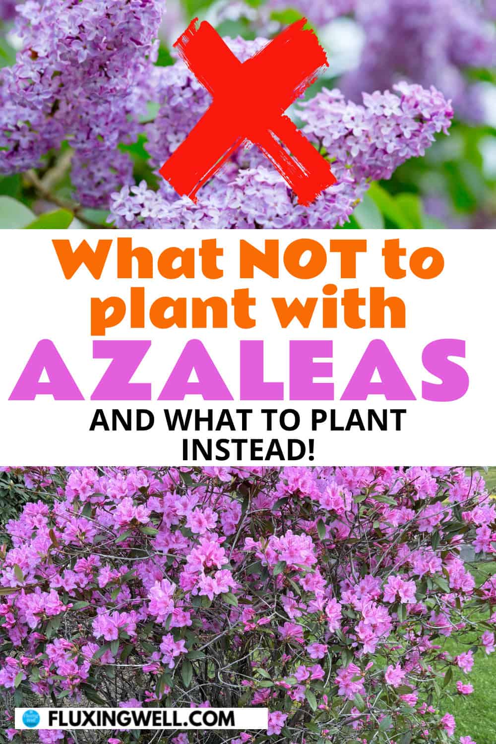 azalea companion plants what not to plant with azaleas