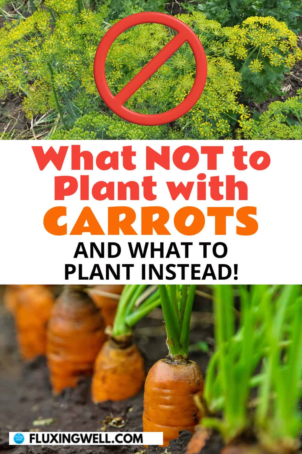 carrot companion plants what not to plant with carrots