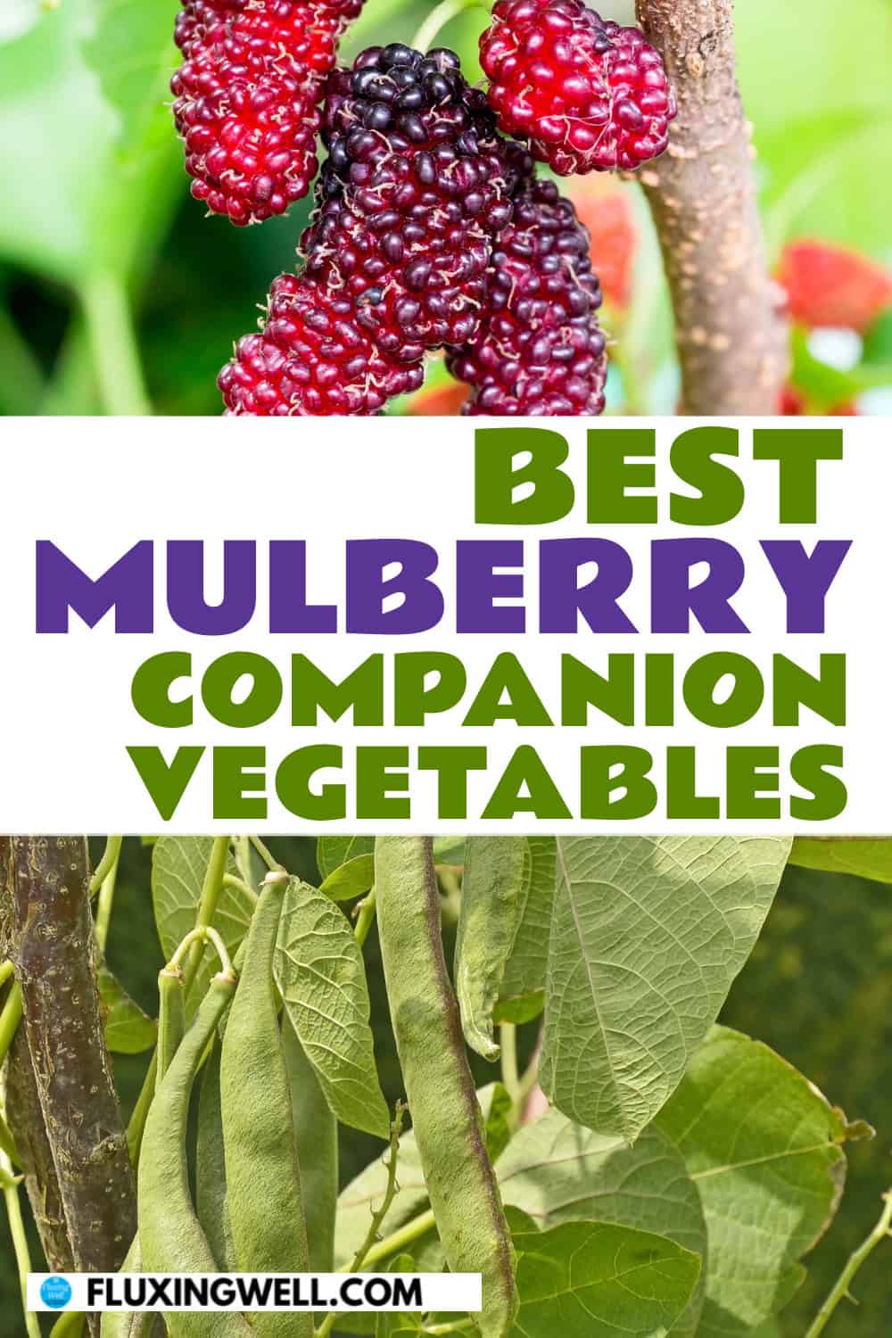 mulberry companion plants vegetables