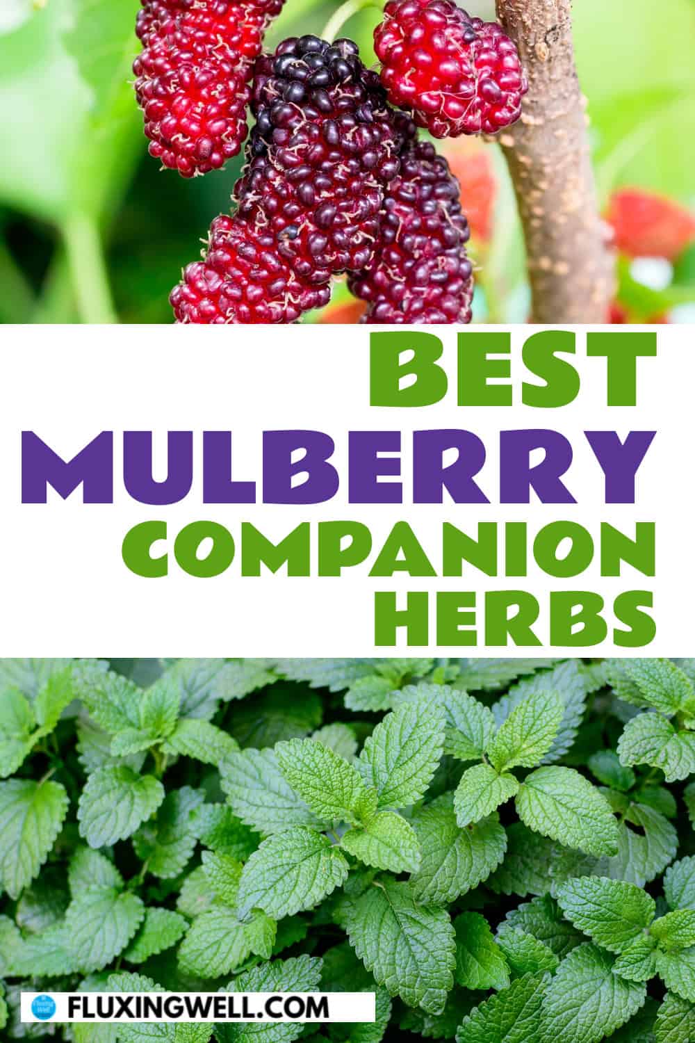 mulberry companion plants herbs
