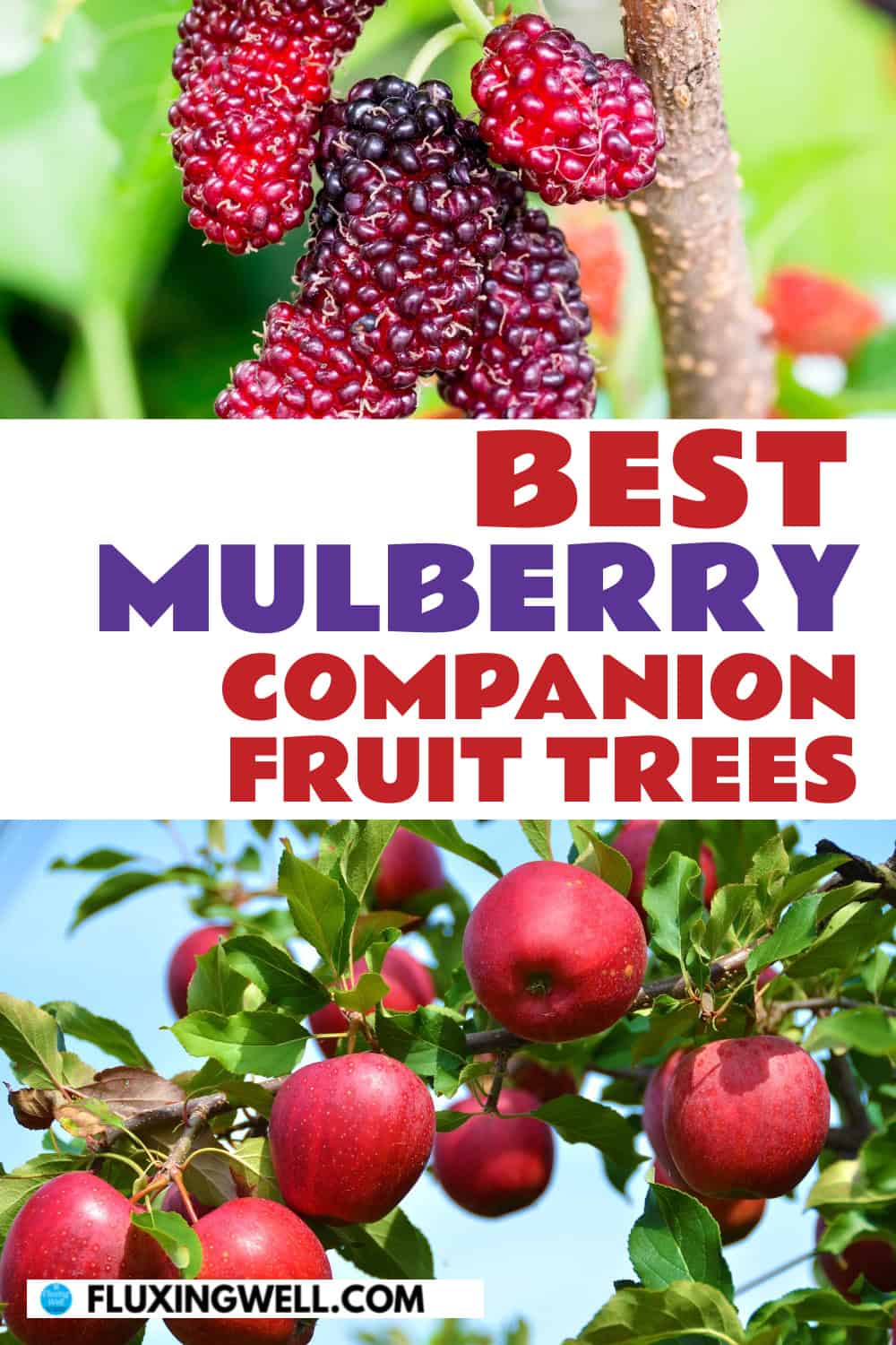 mulberry companion plants fruit trees