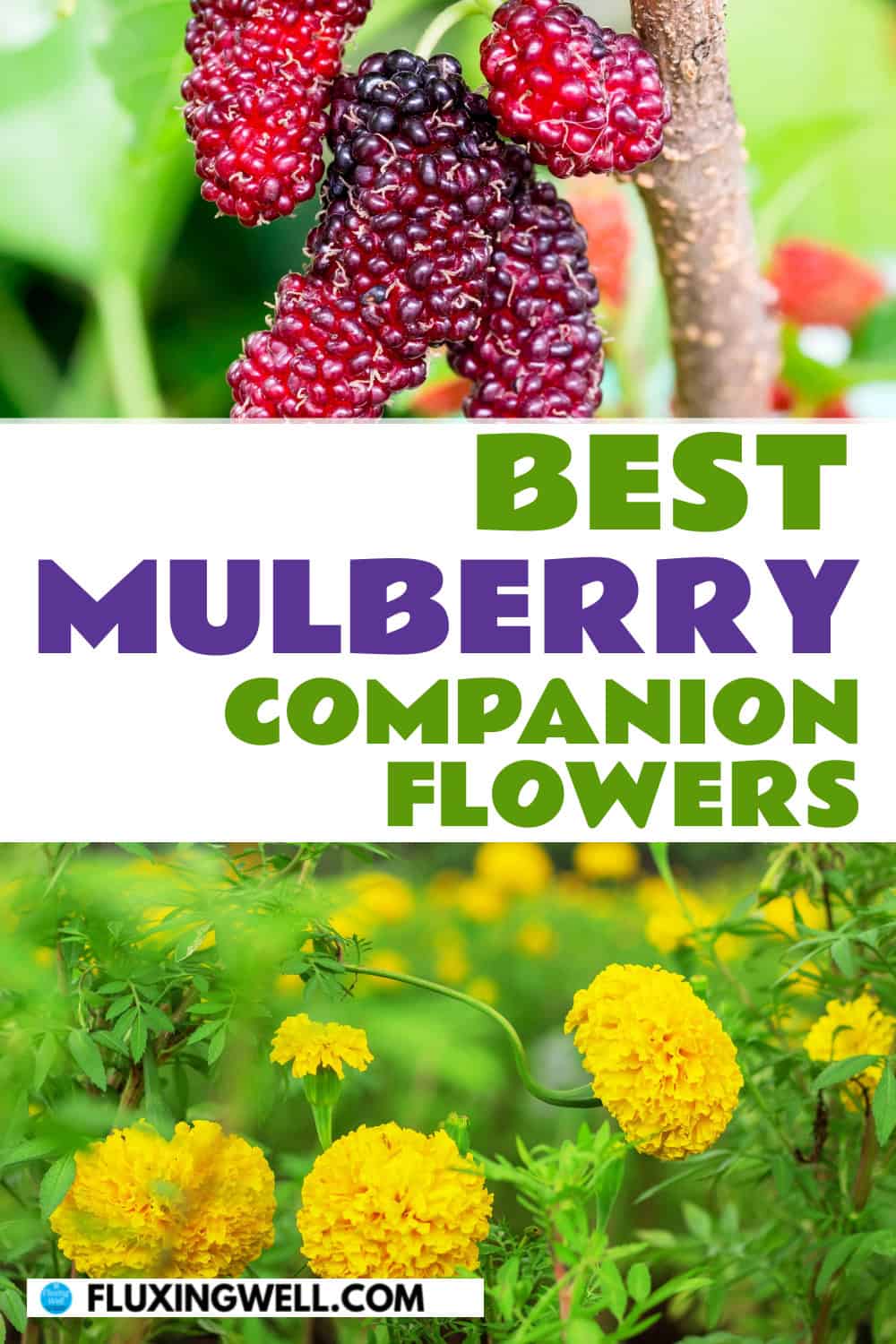 mulberry companion plants flowers