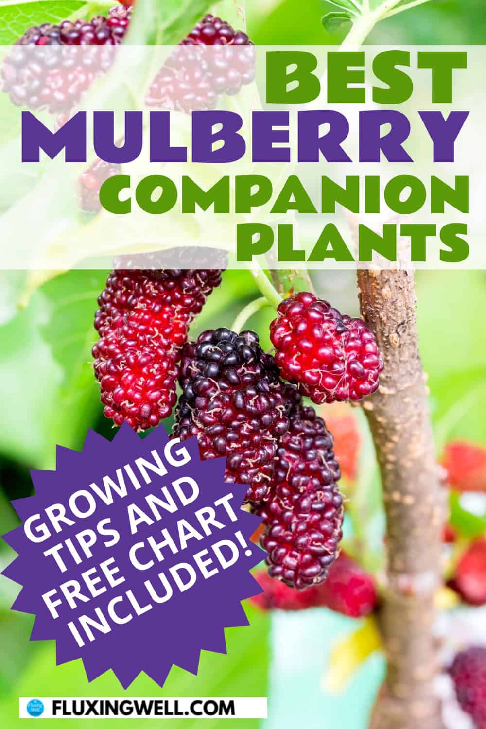 mulberry companion plants with free chart