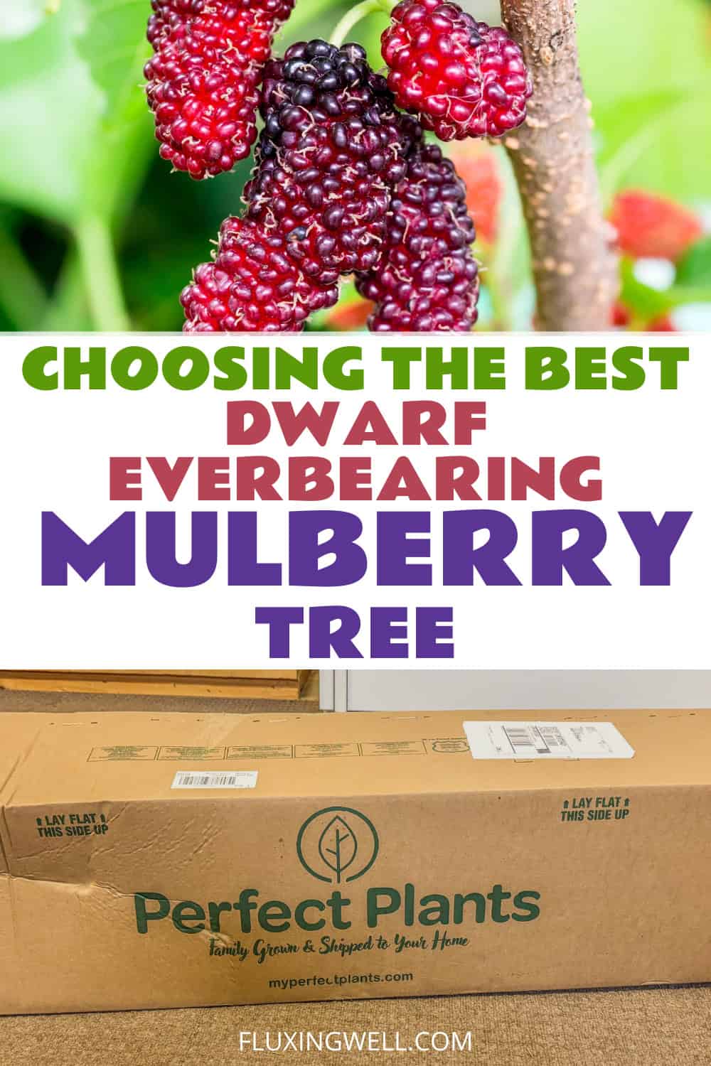 planting a dwarf everbearing mulberry tree choosing the best