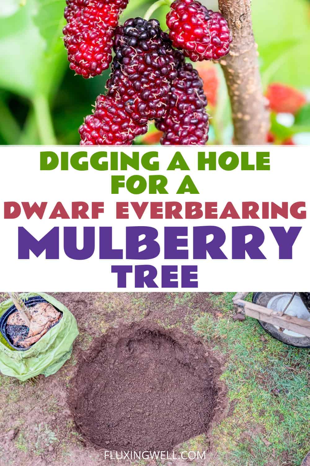 planting a dwarf everbearing mulberry tree digging a hole