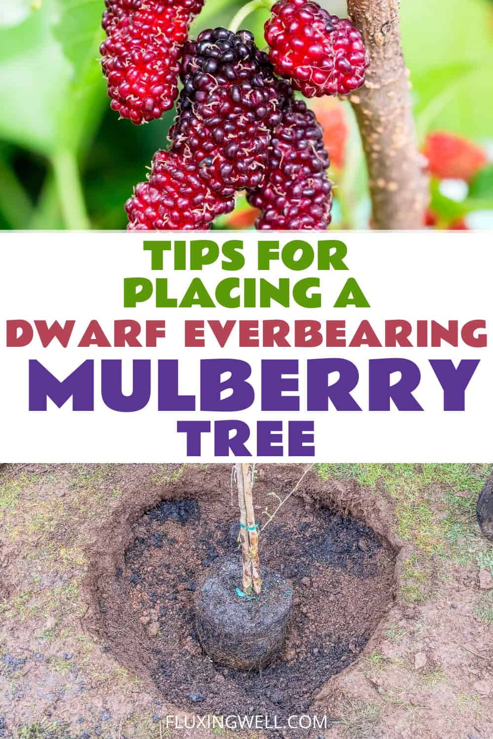 planting a dwarf everbearing mulberry tree placing the tree