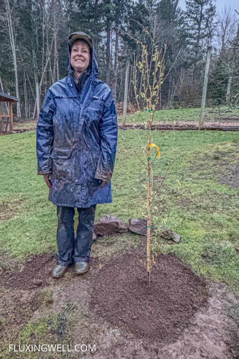 planting a dwarf everbearing mulberry tree complete with muddy gardener