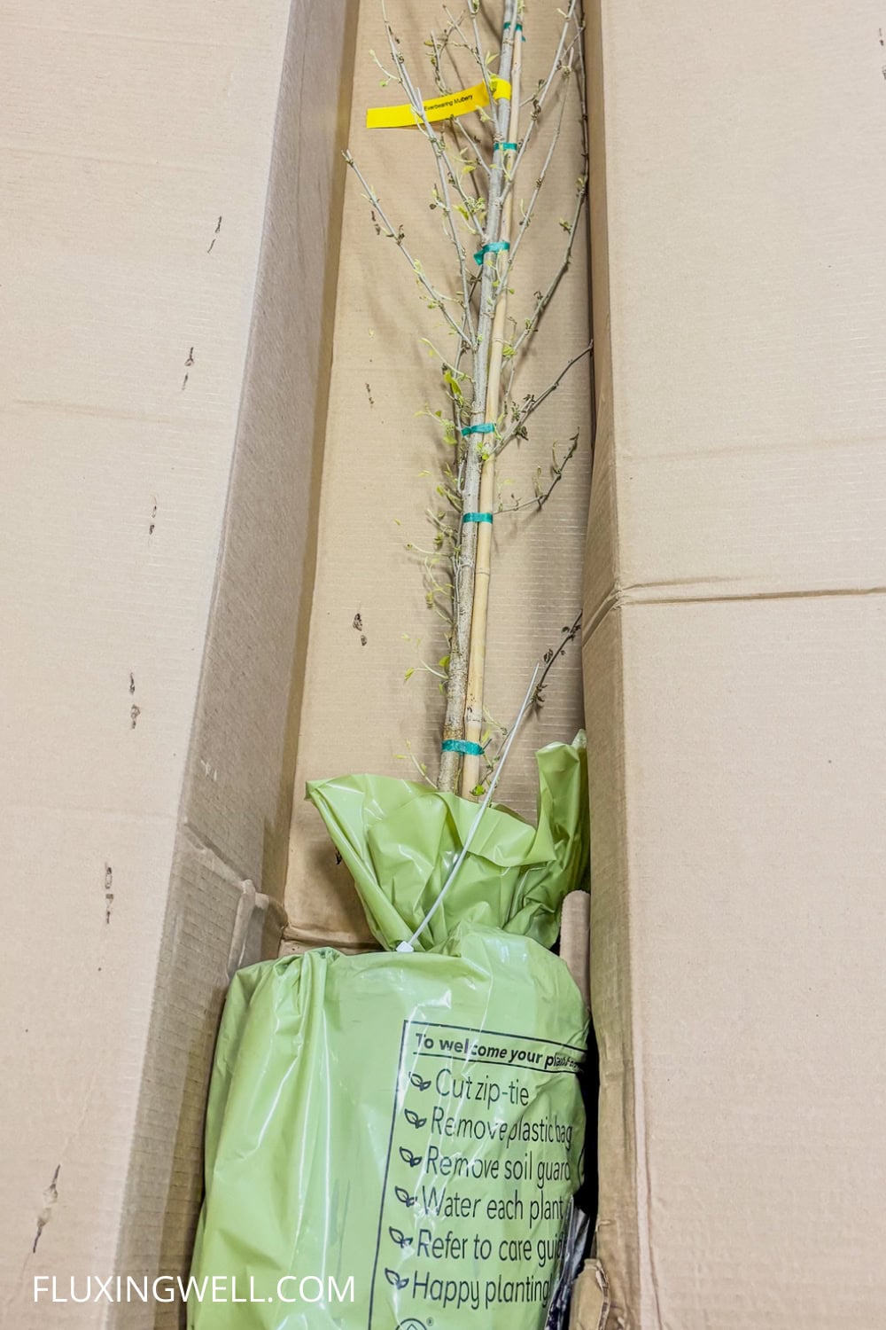 planting a dwarf everbearing mulberry tree displaying secure packaging