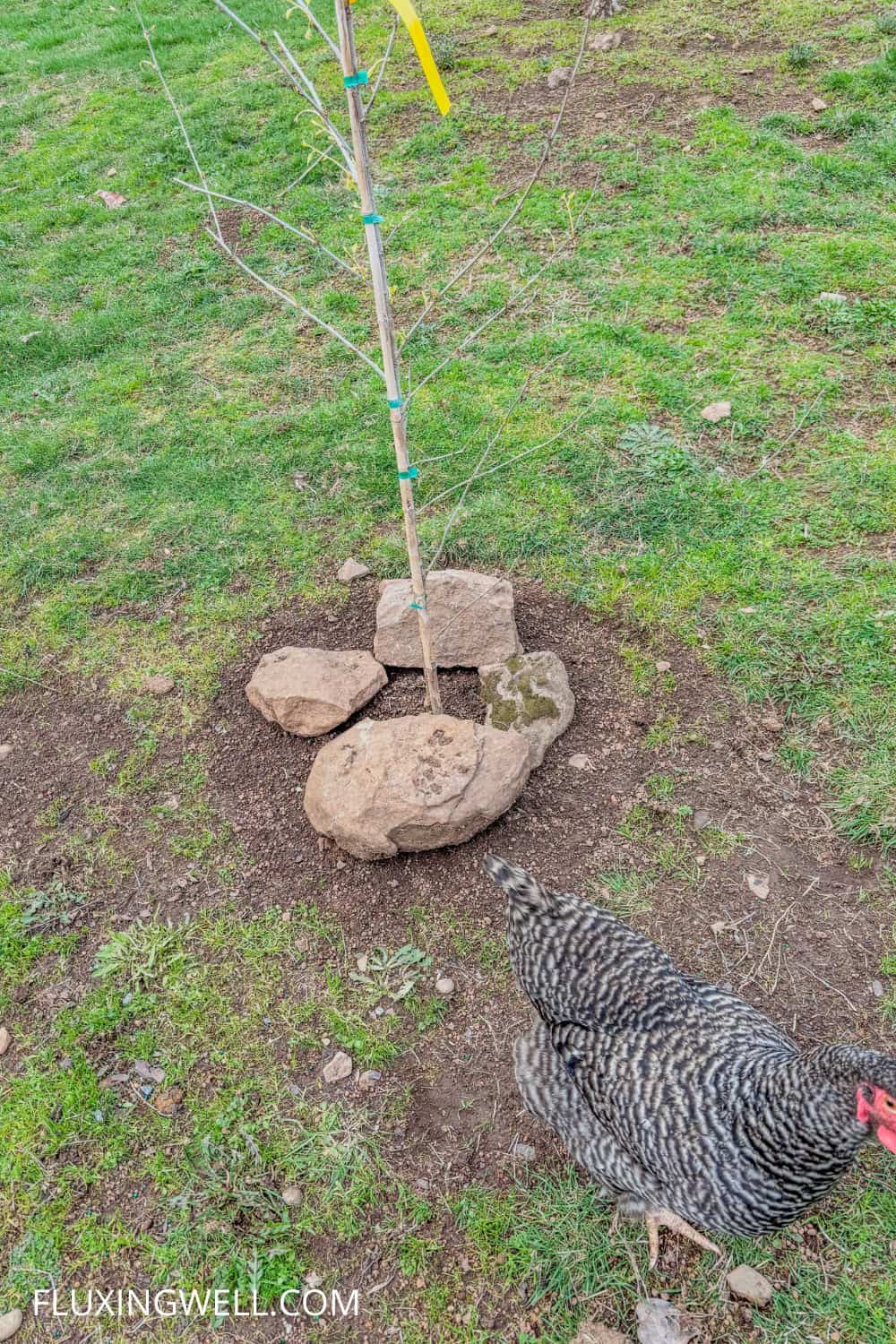 planting a dwarf everbearing mulberry tree keeping the chickens away
