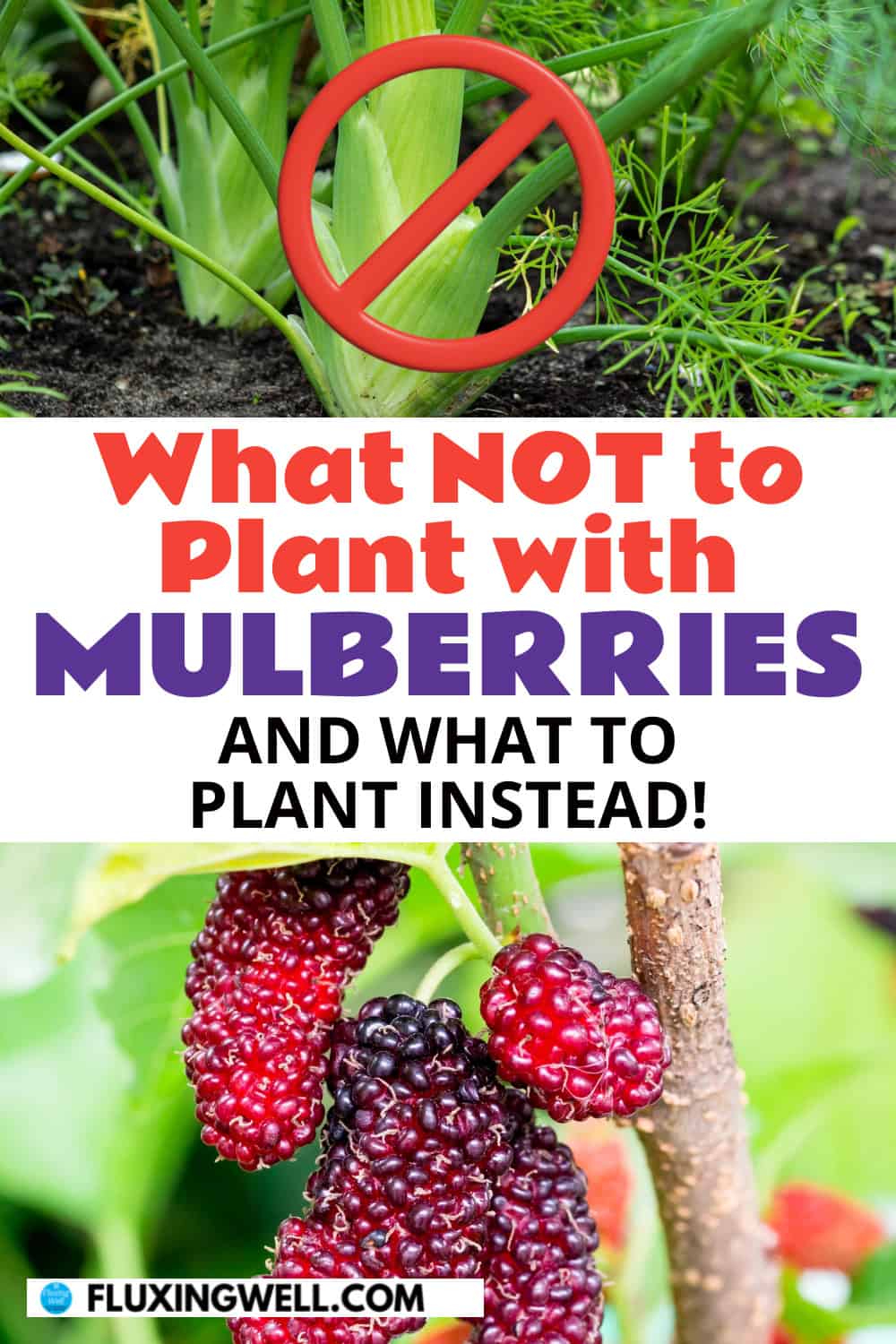 mulberry companion plants what not to plant with mulberries