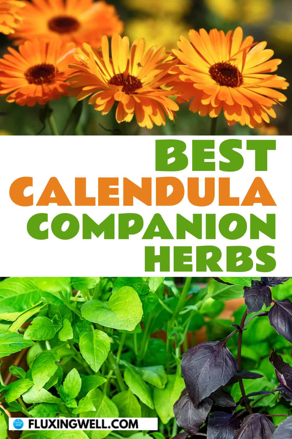 calendula companion plants herbs