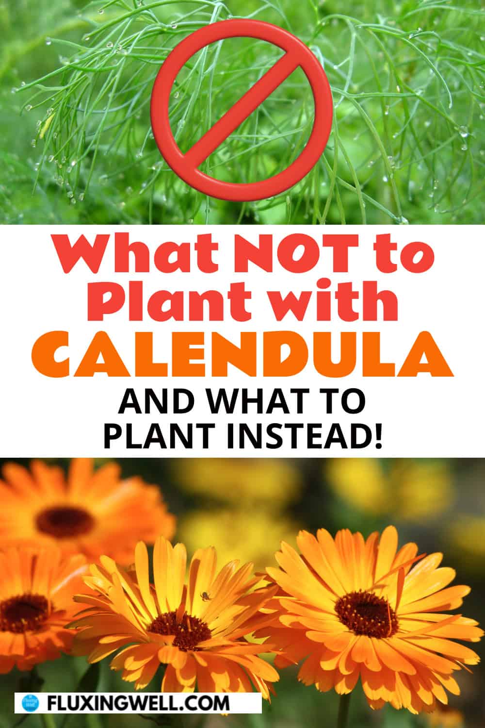 calendula companion plants what not to plant