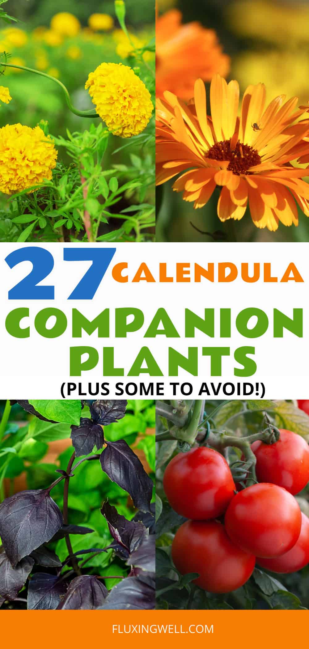 calendula companion plants collage