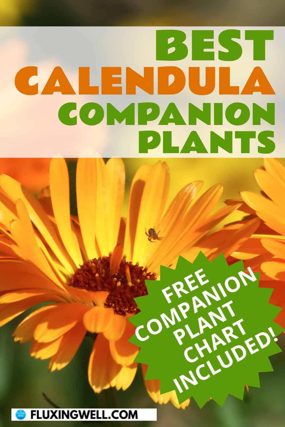 calendula companion plants with free chart