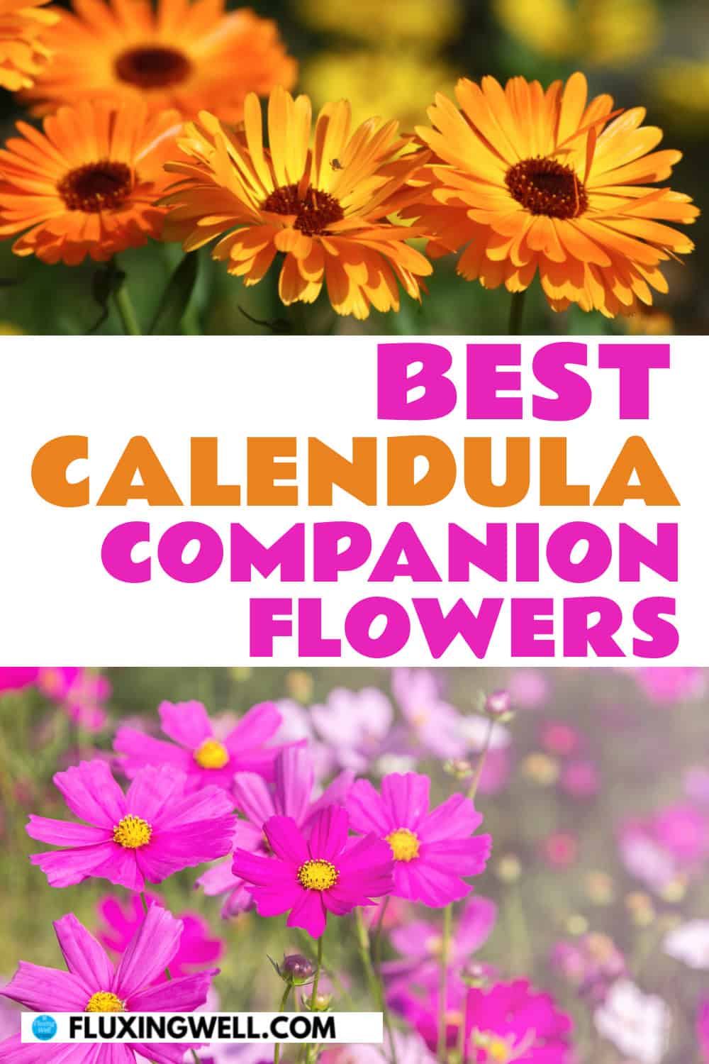 calendula companion plants flowers
