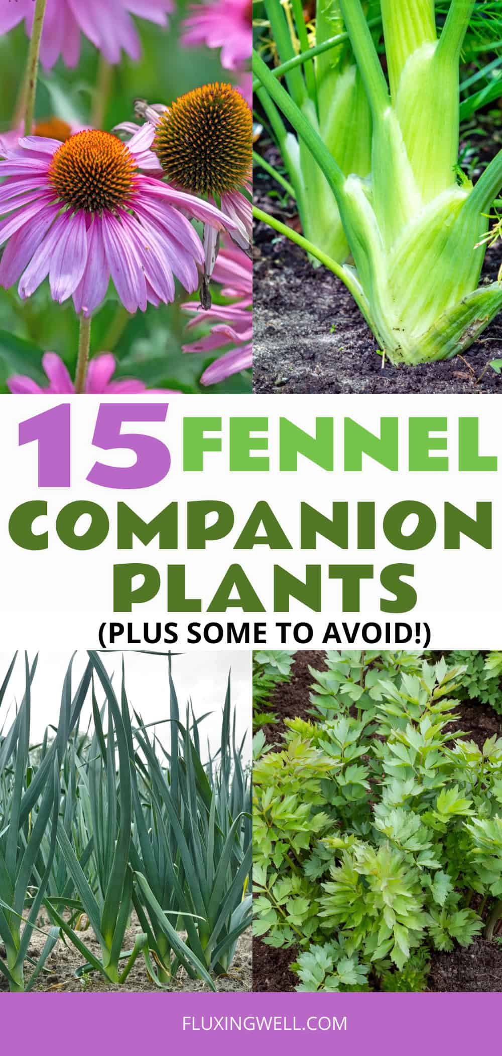fennel companion plants collage of herbs flowers and vegetables
