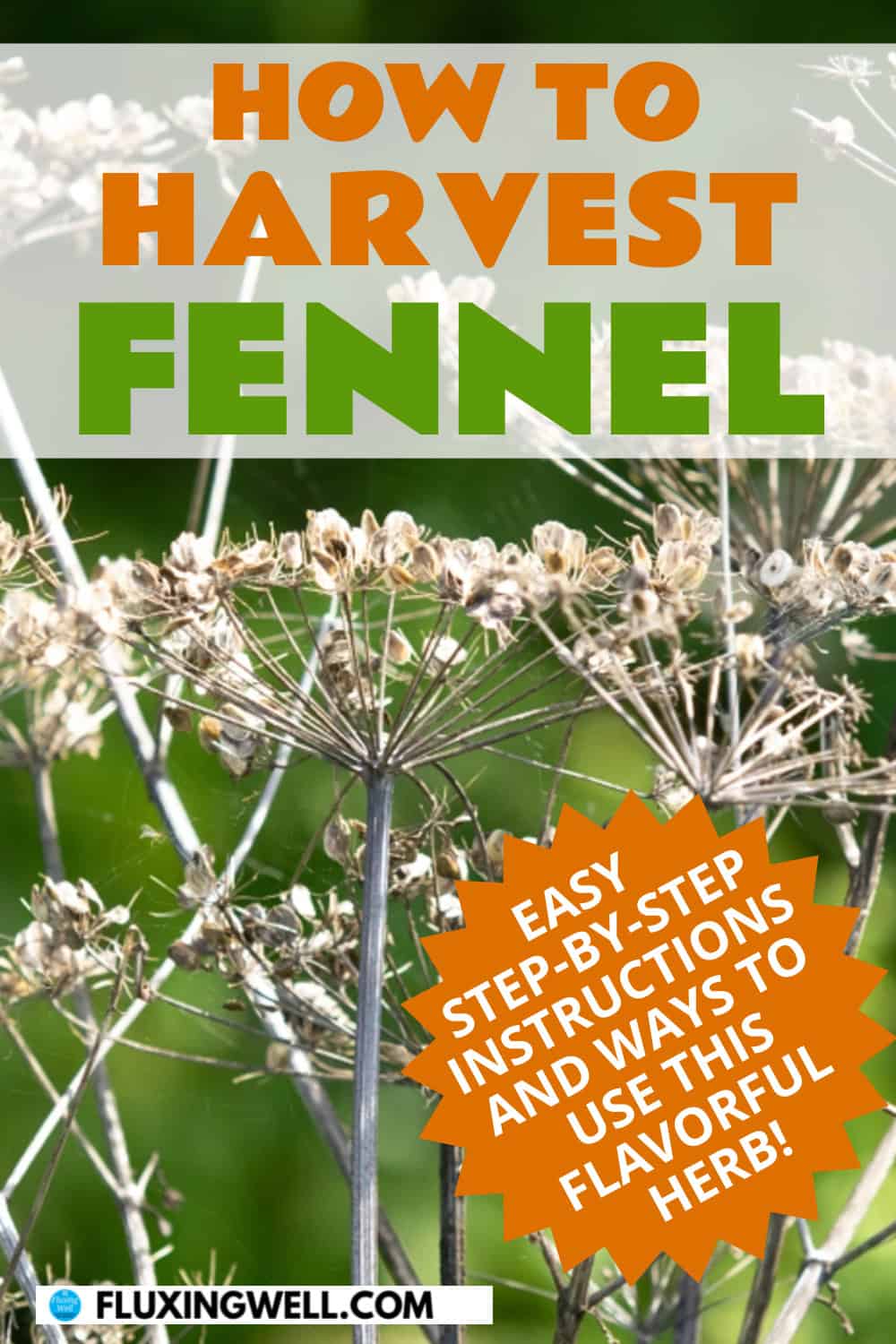 Fennel Companion Plants (and Some to Avoid) - Fluxing Well