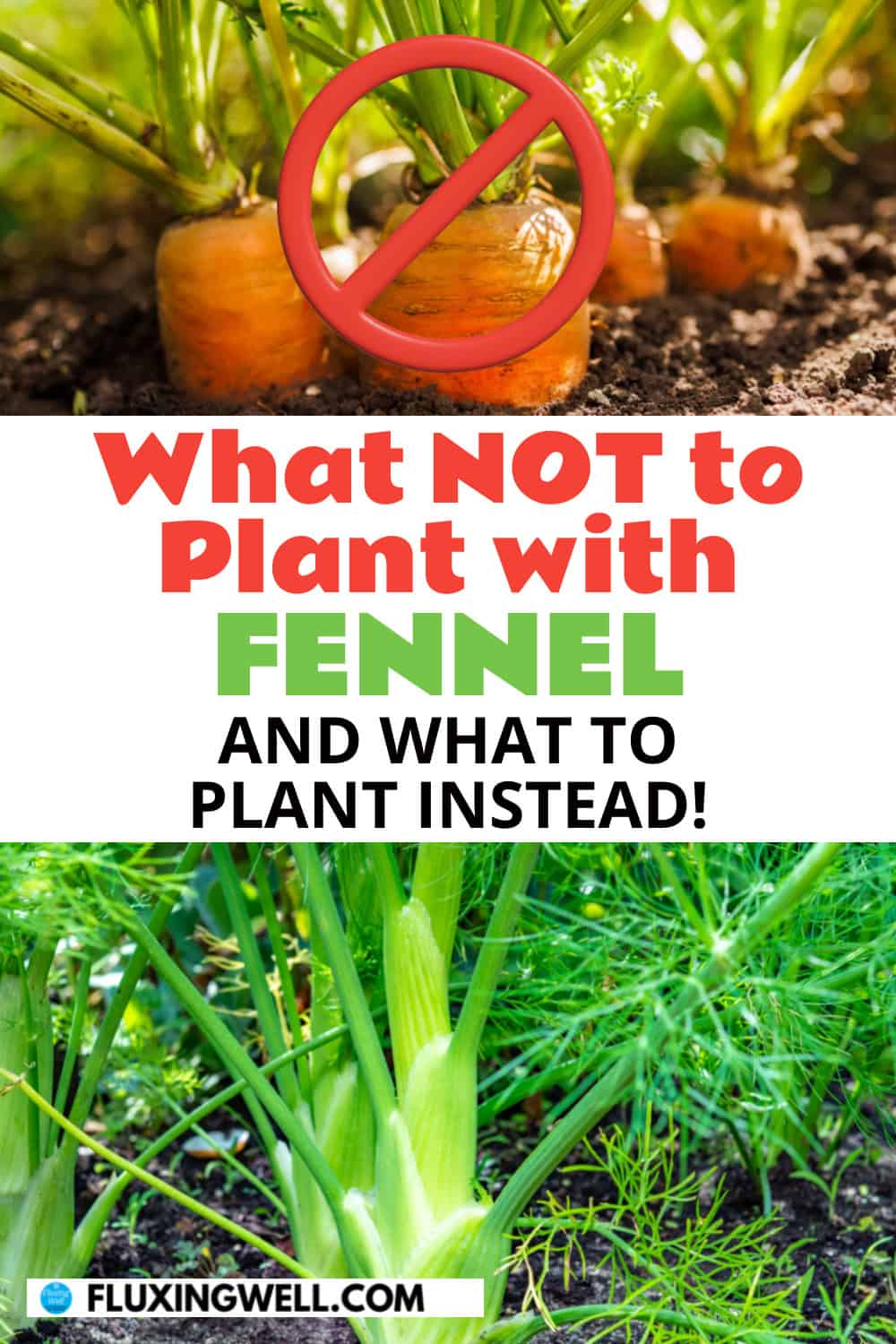 Fennel Companion Plants (and Some to Avoid) - Fluxing Well